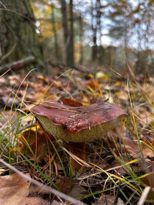 Dom Male Mazury Villa Drozdowo Exteriör bild
